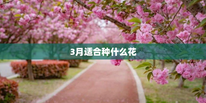 迈锐宝xl和速派哪个好？