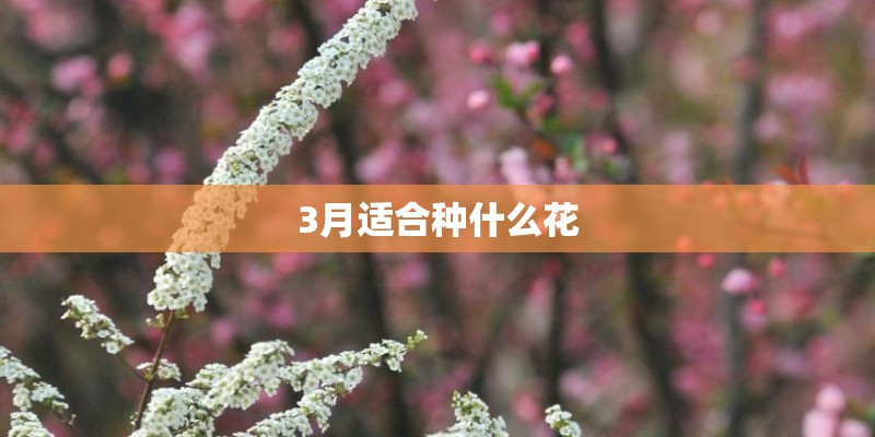 3月适合种什么花