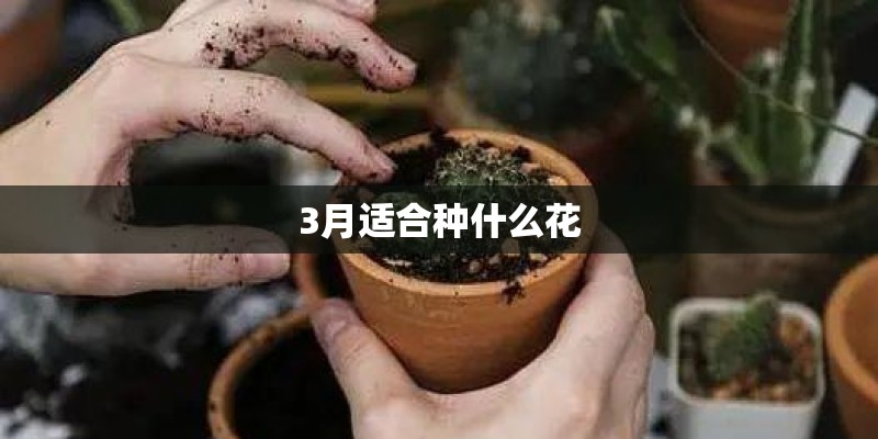 3月适合种什么花