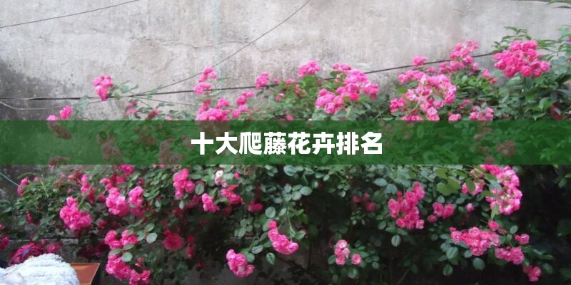 请给我十种园林植物