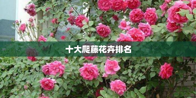十大爬藤花卉排名
