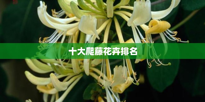 十大爬藤花卉排名