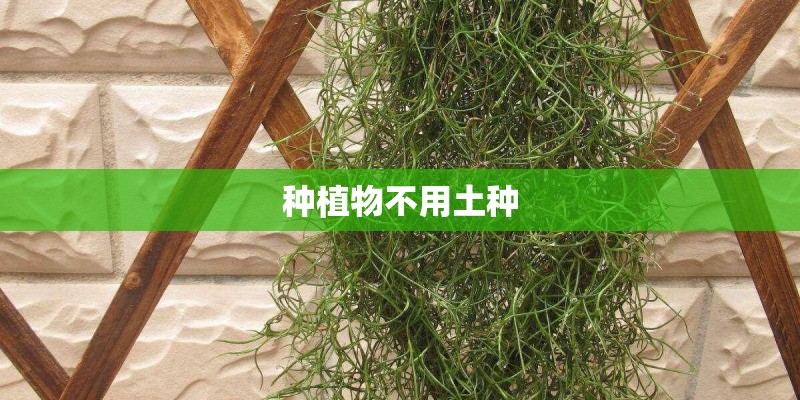种植物不用土种