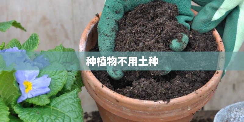 种植物不用土种