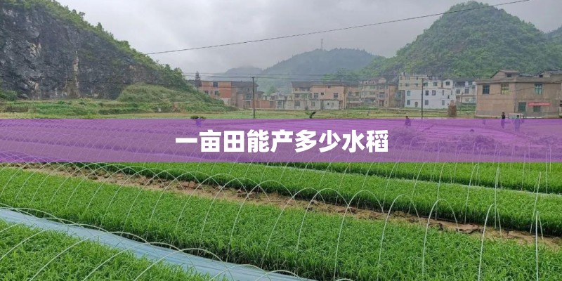 迈锐宝xl和速派哪个好？