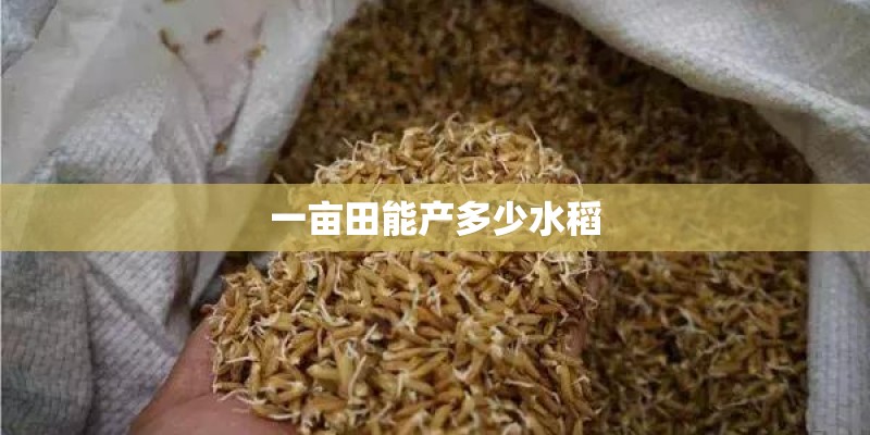 一亩田能产多少水稻