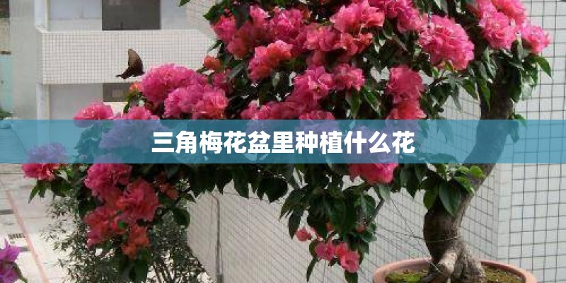 海棠能长到多大？