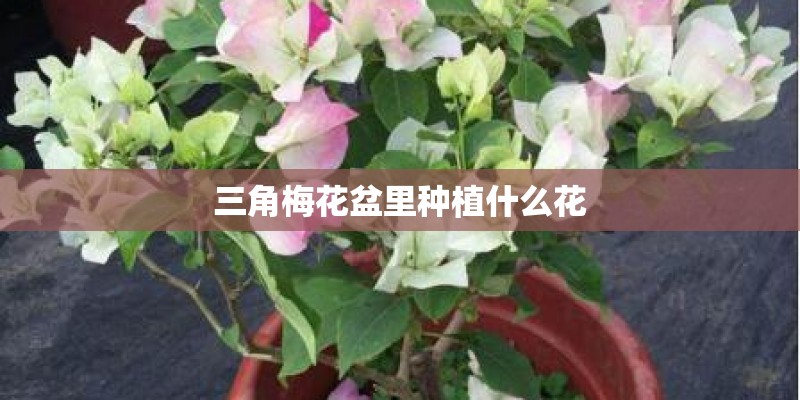 三角梅花盆里种植什么花