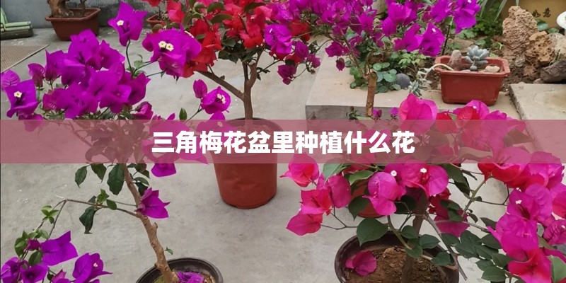 三角梅花盆里种植什么花