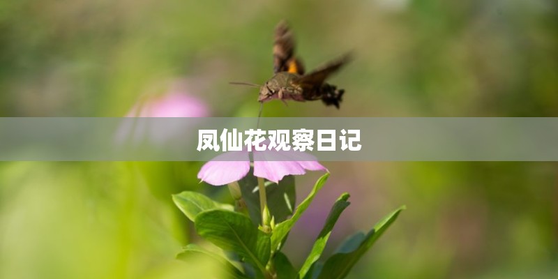 凤仙花观察日记