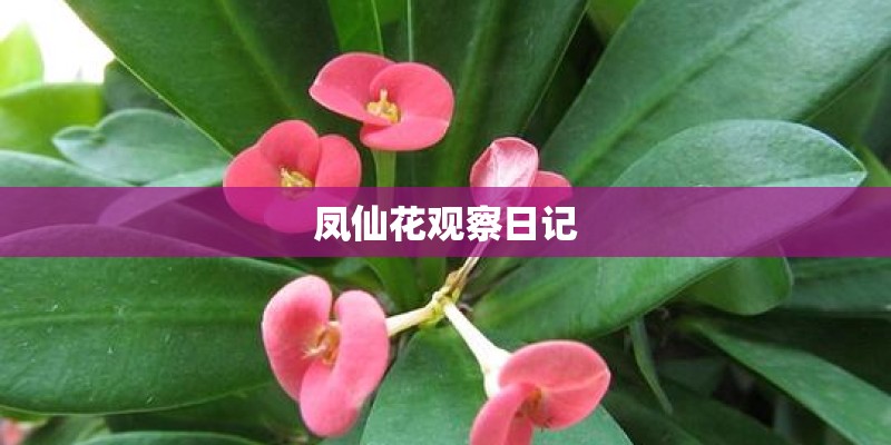 迈锐宝xl和速派哪个好？