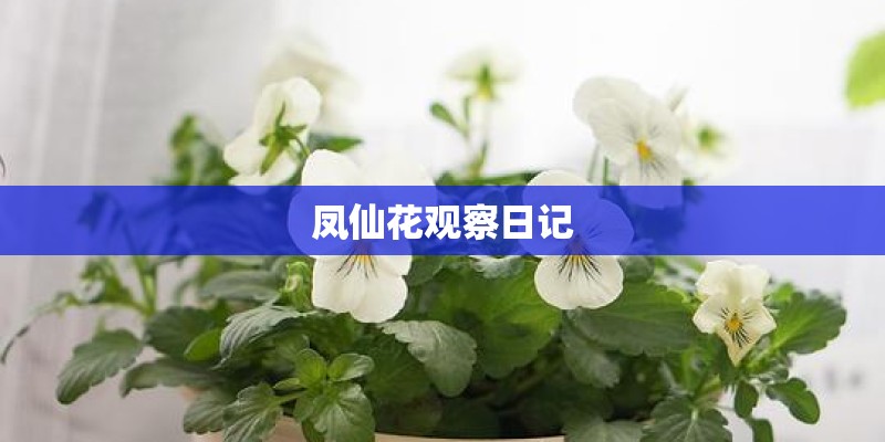 凤仙花观察日记