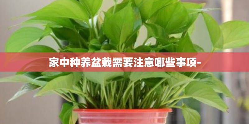 家中种养盆栽需要注意哪些事项- 家中种养盆栽需要注意哪些事项-