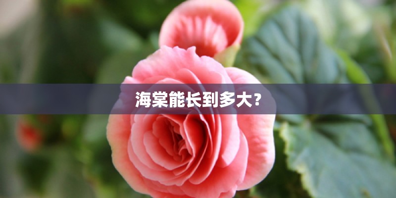 海棠能长到多大？