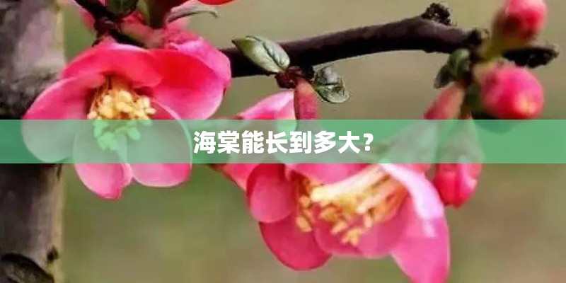 海棠能长到多大？