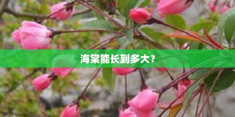 海棠能长到多大？