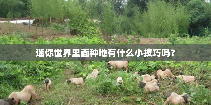 迷你世界里面种地有什么小技巧吗？