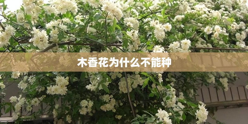 木香花为什么不能种