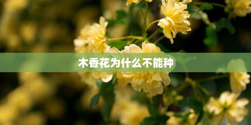请给我十种园林植物