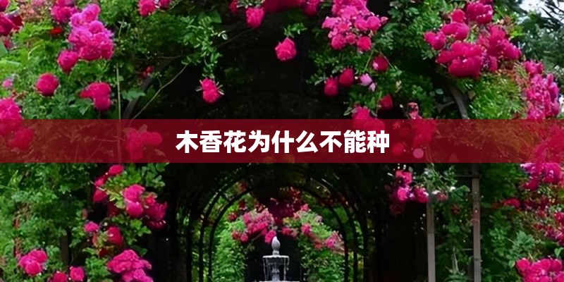 木香花为什么不能种