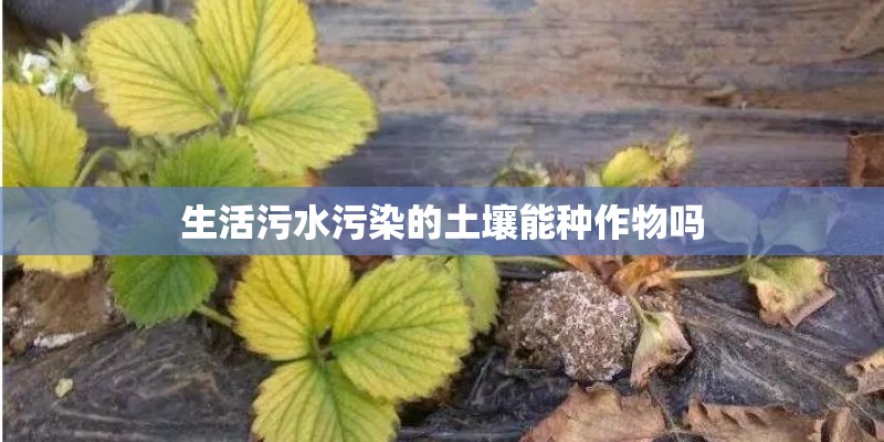 生活污水污染的土壤能种作物吗