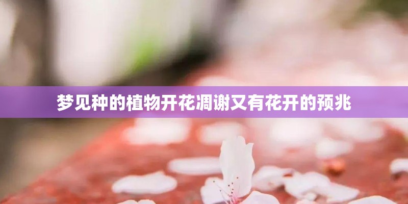 海棠能长到多大？