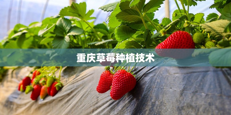 重庆草莓种植技术