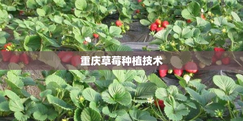 请给我十种园林植物