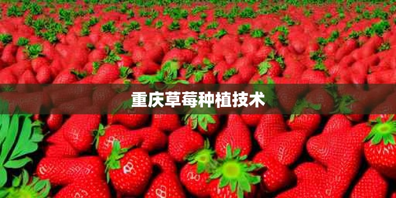 重庆草莓种植技术