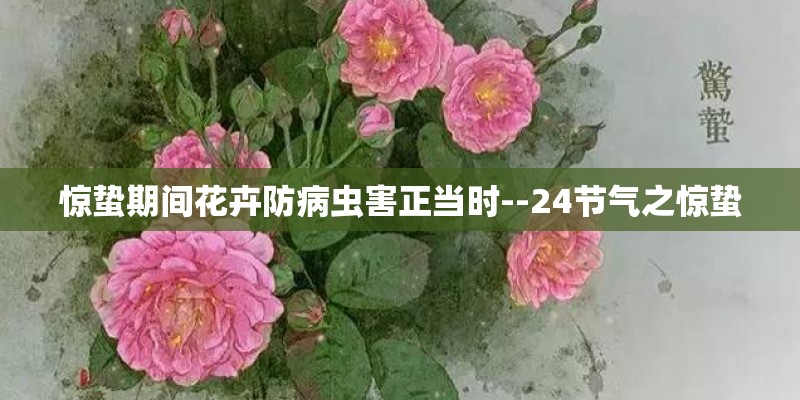 惊蛰期间花卉防病虫害正当时--24节气之惊蛰