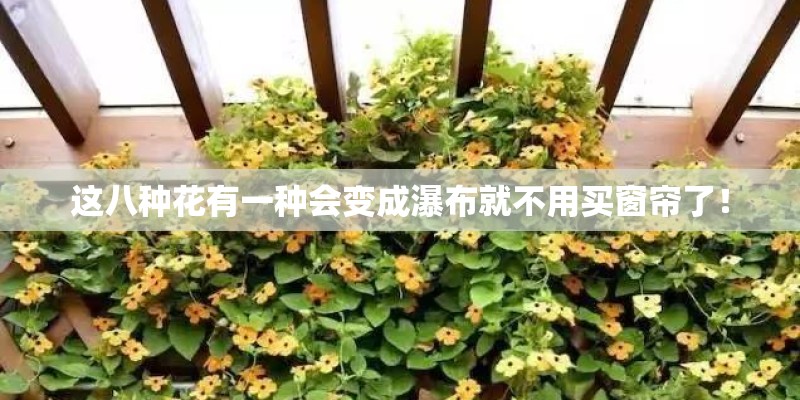 这八种花有一种会变成瀑布就不用买窗帘了！
