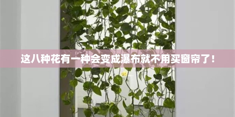 这八种花有一种会变成瀑布就不用买窗帘了！