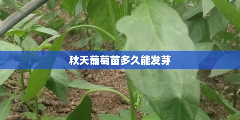 秋天葡萄苗多久能发芽