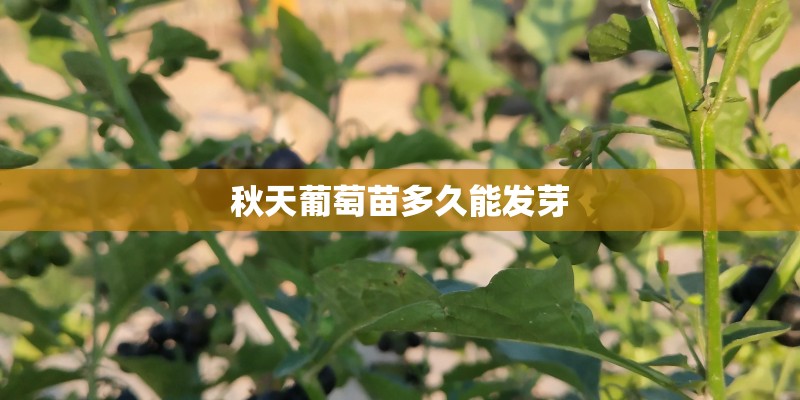 秋天葡萄苗多久能发芽