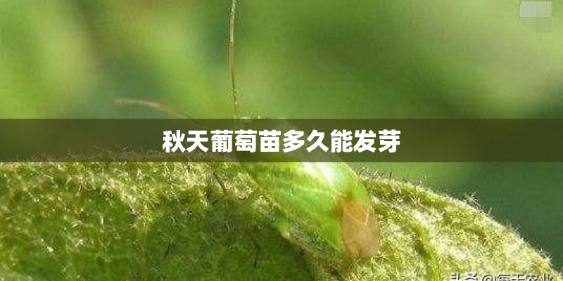 秋天葡萄苗多久能发芽