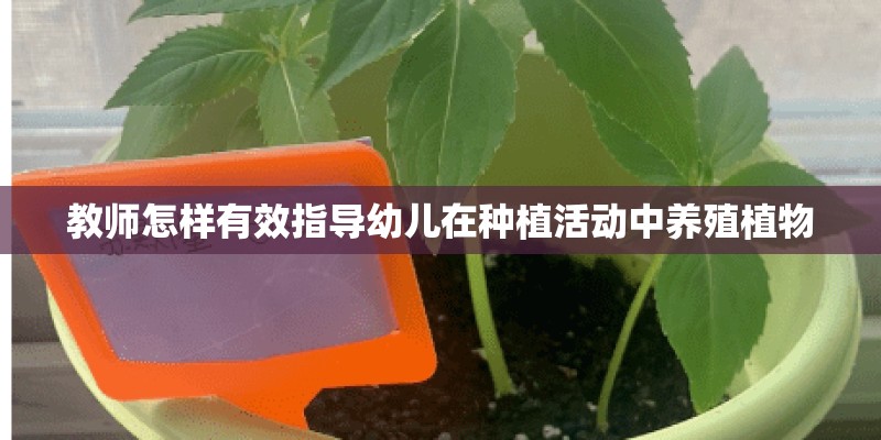 教师怎样有效指导幼儿在种植活动中养殖植物