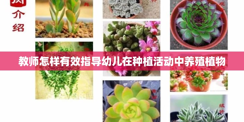 教师怎样有效指导幼儿在种植活动中养殖植物