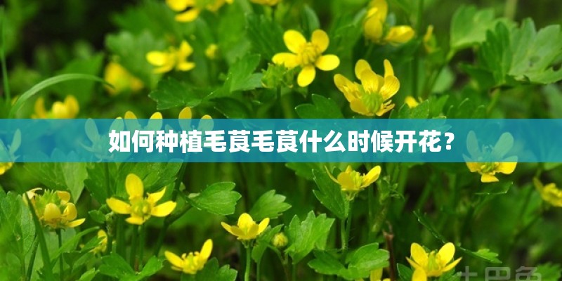 如何种植毛茛毛茛什么时候开花？