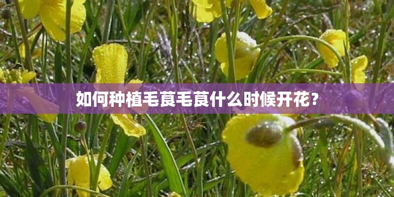 如何种植毛茛毛茛什么时候开花？