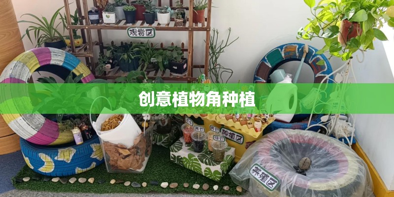 创意植物角种植