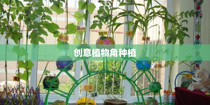 创意植物角种植