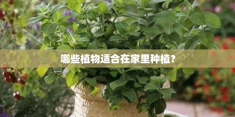 教师怎样有效指导幼儿在种植活动中养殖植物