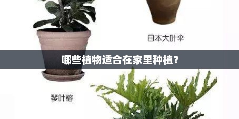 哪些植物适合在家里种植？