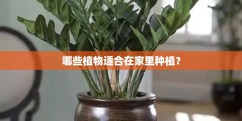 哪些植物适合在家里种植？