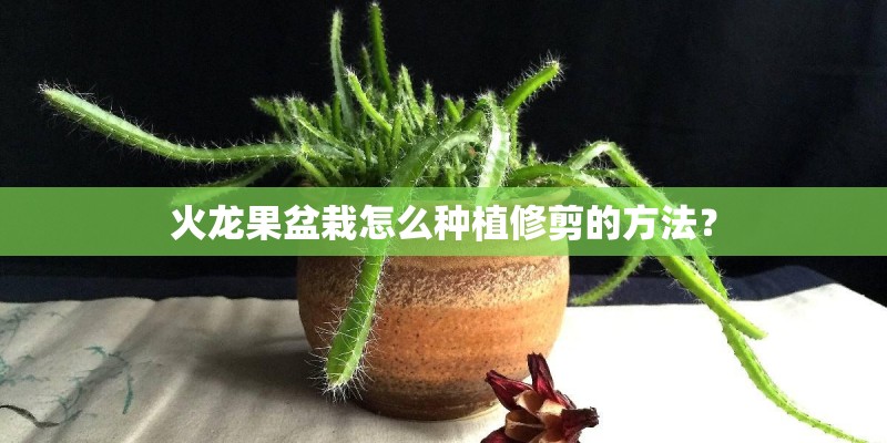 如何种植毛茛毛茛什么时候开花？