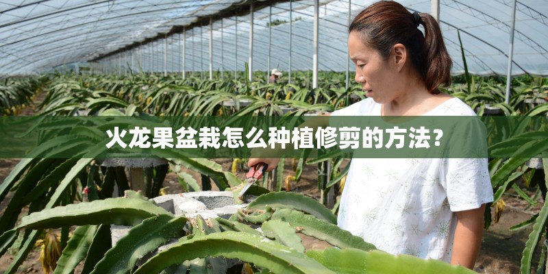 火龙果盆栽怎么种植修剪的方法？