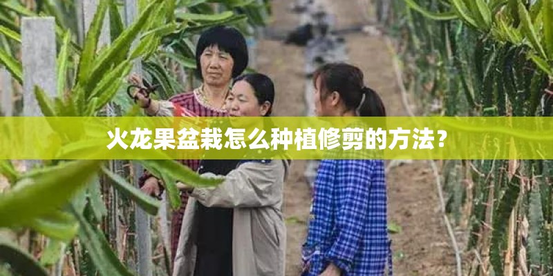 火龙果盆栽怎么种植修剪的方法？