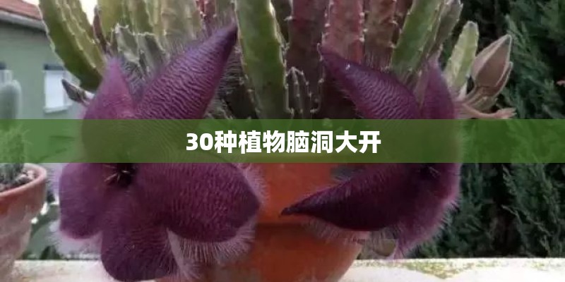 30种植物脑洞大开