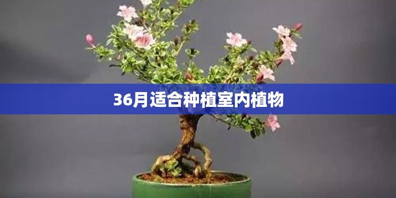36月适合种植室内植物