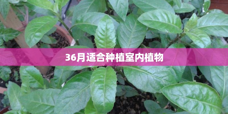 36月适合种植室内植物